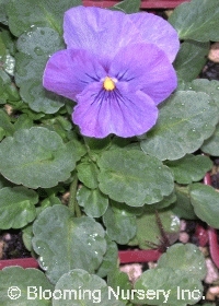 Viola cornuta 'Baby Lucia'                        
